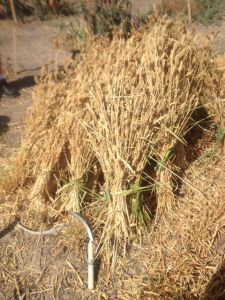 Sheaves of heirloom White Sonora Wheat hand-harvested at Mission Garden