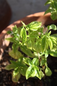 basil pinched stalk 002