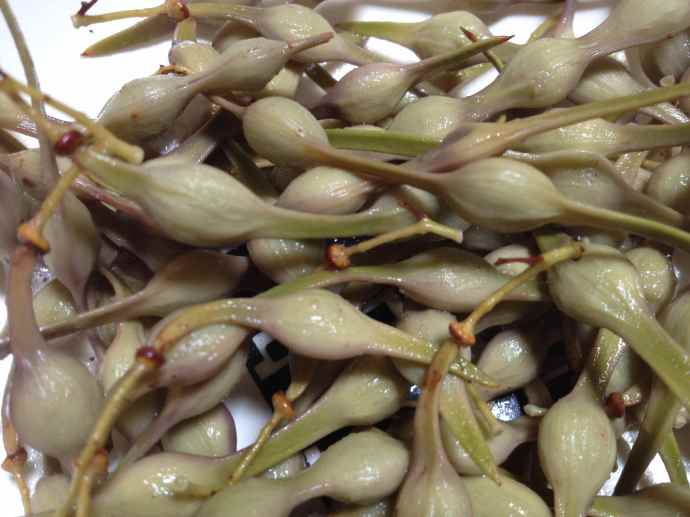 Foothills palo verde pods cooked in brine ready to eat (maburgess photo)
