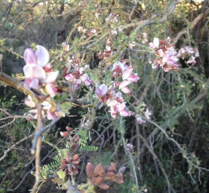 Desert Ironwood (Olneya tesota) still in flower! This should be a good bean year for ironwood.