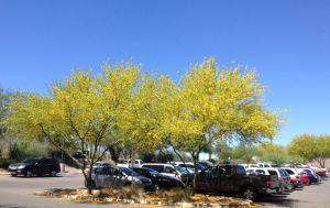 Desert Museum hybrid palo verde--thanks to St Mary's Hospital for beautiful landscaping!