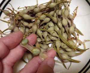 Easier than edamame--and you know they are not GMO! Yum!