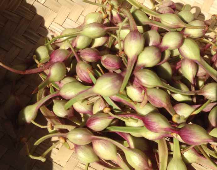 Foothills palo verde harvest (maburgess photo)