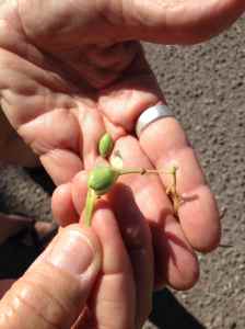 Just peel back the outer fiber and voila! there's the delicious sweet "pea"