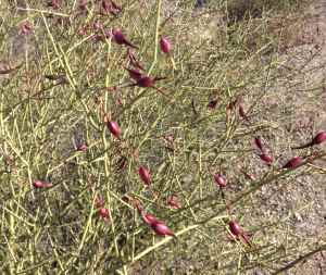 Foothills palo verde with bright purple pods--Tucson's west side.