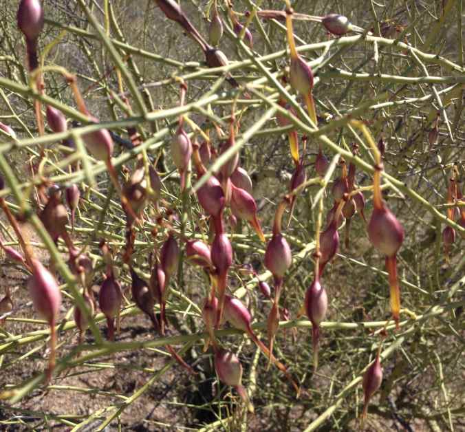 Foothills palo verde pods ready for eating off the tree! (maburgess photo)