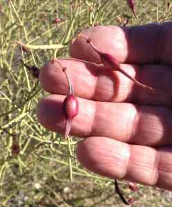 Foothills palo verde (Parkinsonia microphylla) pod ready to eat.