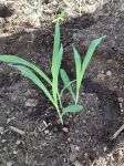 Seedlings of the ancient Chapalote corn (seed available from NativeSeeds/SEARCH)