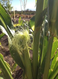 When you see silks emerge on your maturing corn plants, you can help Nature and Genetic Diversity along by touching a tassel from another plant onto the silks.