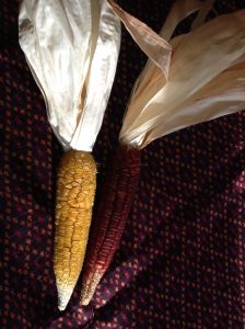 Red Sweet Corn, from the Guarijio People of southern Sonora--note the wrinkly kernels indicating sweetness. (Available through NativeSeeds/SEARCH)