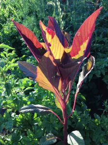 First burst of Hopi Red Dye Amaranth--a glorious ornamental and tasty "green" when eaten in the young stages (MABurgess photo)