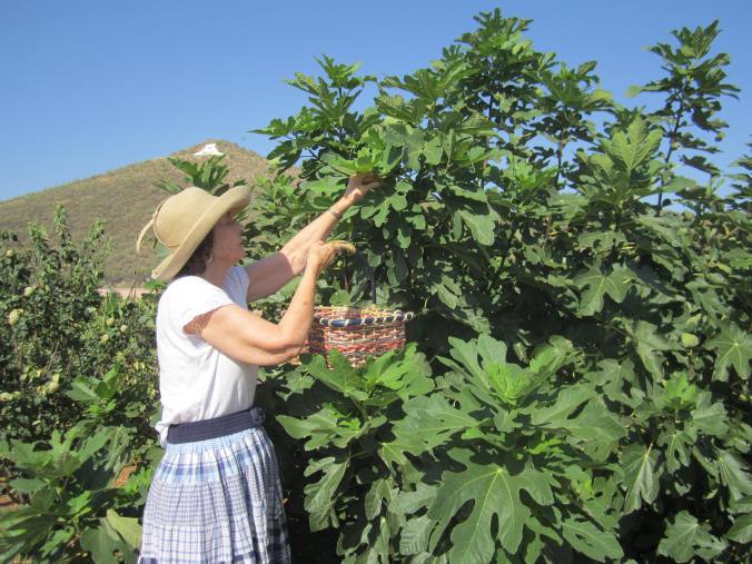 Picking heirloom figs at the Mission Garden for the Farm to Table Feast.