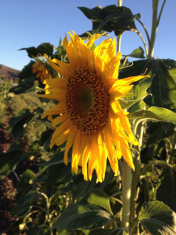 A NativeSeeds/SEARCH heirloom sunflower--colorful protection for a garden margin