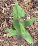 Speckled Tepary Bean seedling seen thru chicken wire protection at Mission Garden
