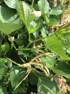 White flowers of Tohono O'odham Black-eye pea quickly producing long pods in the humid heat of monsoon season at Mission Garden (MABurgess photo)