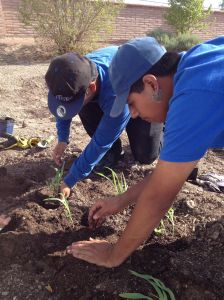 Goodworks Volunteers Barney and Oscar planting chapalote corn seedlings at Mission Garden