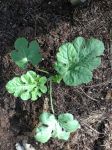Young Tohono O'odham yellow-meated watermelon--come get seedlings at the NativeSeeds/SEARCH Monsoon Plant Sale July17-19