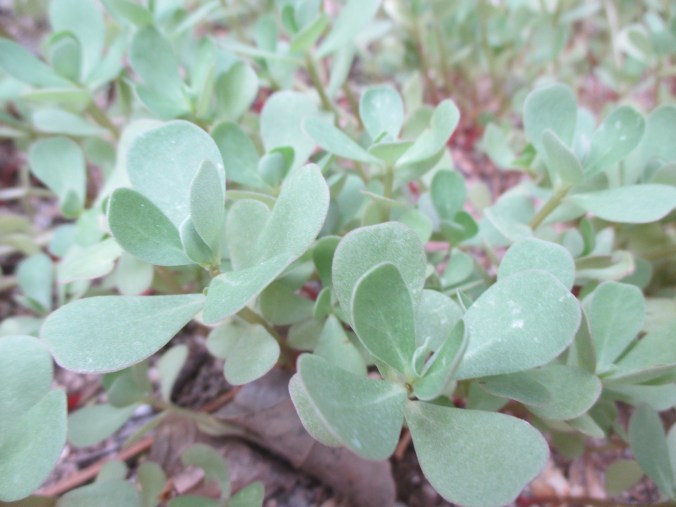 Purslane just sprigs so far due to late rains at my house. 