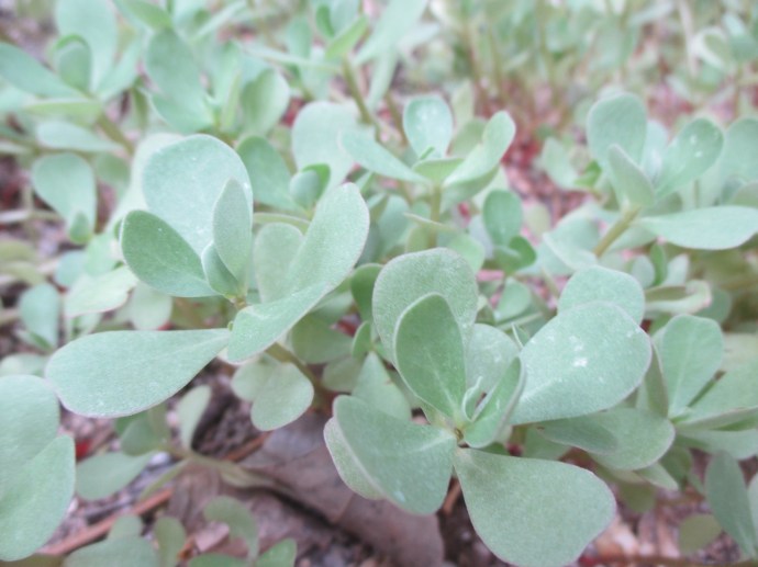 Purslane just sprigs so far due to late rains at my house. 