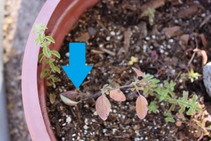 Origanum layering AMP_6648