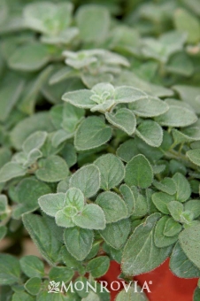 Origanum vulgare 'Hot & Spicy'