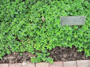Origanum_majorana_habit