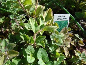 Origanum_majorana_seedling