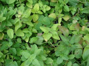 Origanum_majoricum_prostrate_001