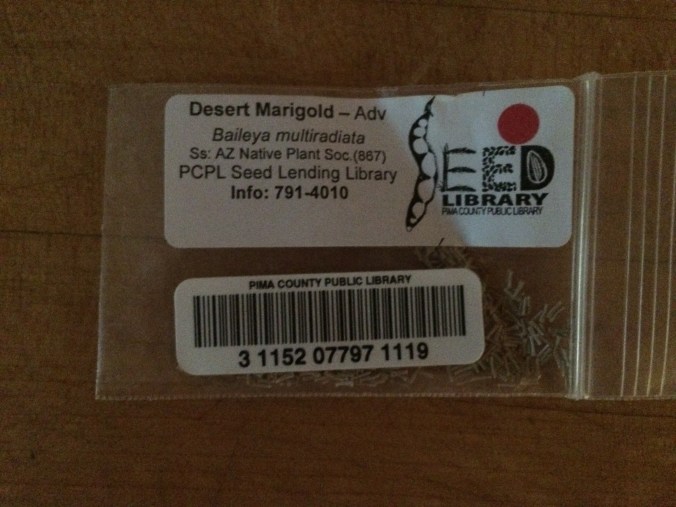 Bailyea multiradiata_4341