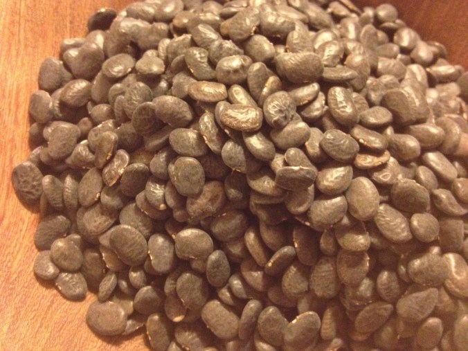 Rich black teary beans dried, ready to hydrate for cooking