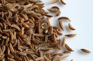 caraway_fruit