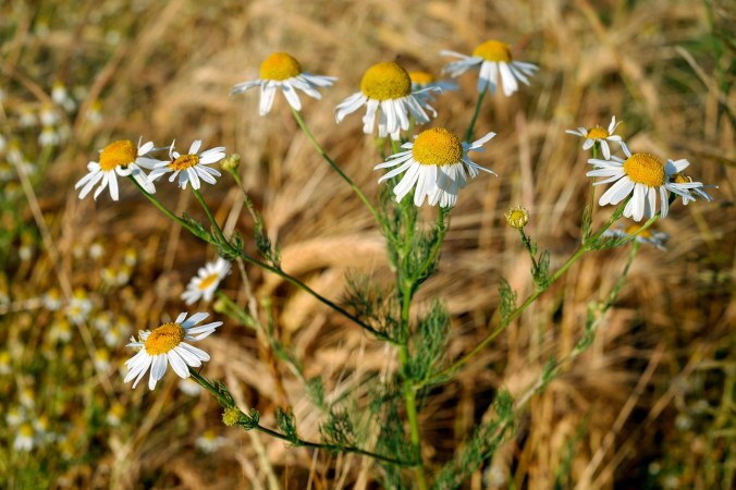 chamomile 2442331_1280