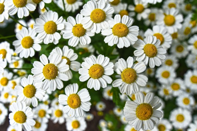 chamomile 3489847_1280