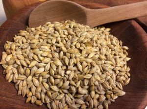 Magdalena heirloom barley grown at Mission Garden, Tucson