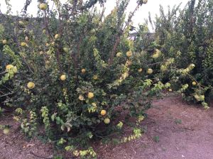 Membrillo (Quince) trees heavy with fruit at Mission Garden Tucson, near A-Mountain