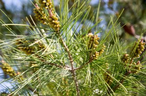 pine 1813622_1280