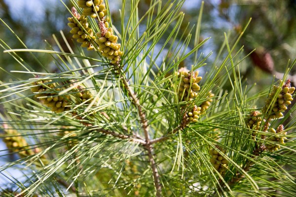 pine 1813622_1280