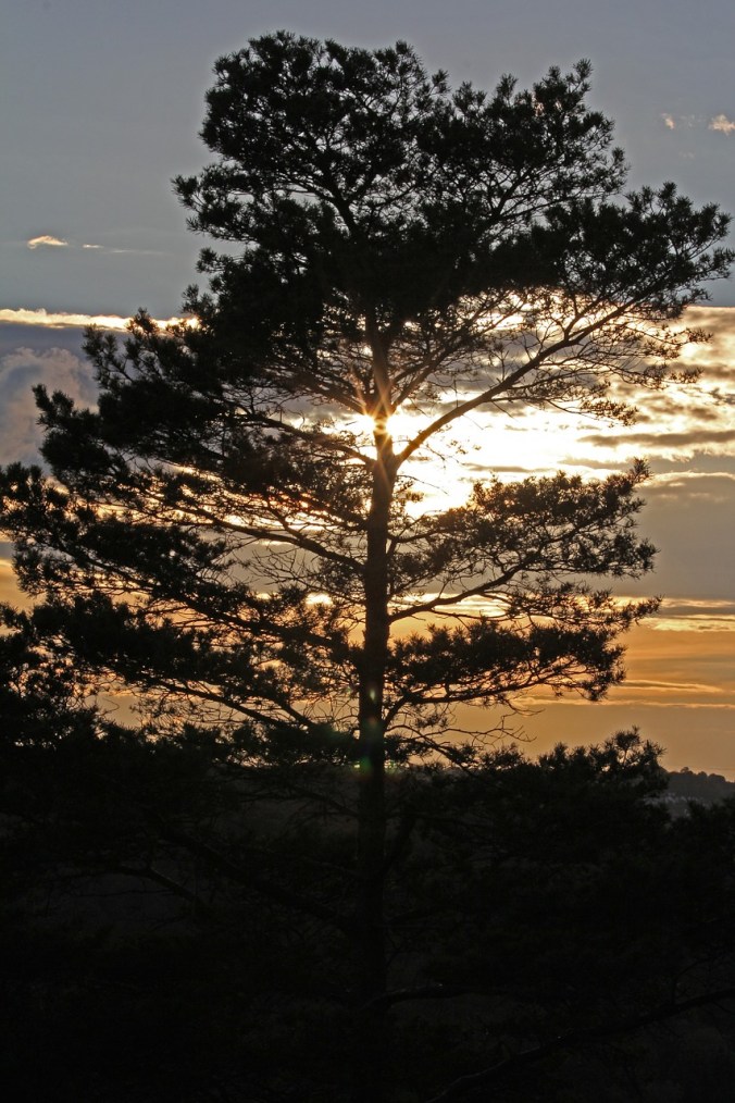 pine 544503_1280