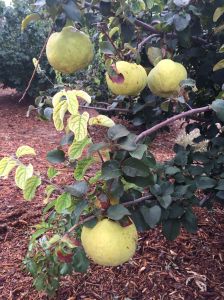 Membrillo is a perfect food-giving tree for low desert as it can can handle heat--great for a kitchen garden
