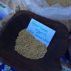 Heirloom organic locally grown White Sonora Wheat-berries