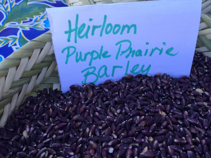 Beautiful purple prairie barley--an heirloom originally from Tibet