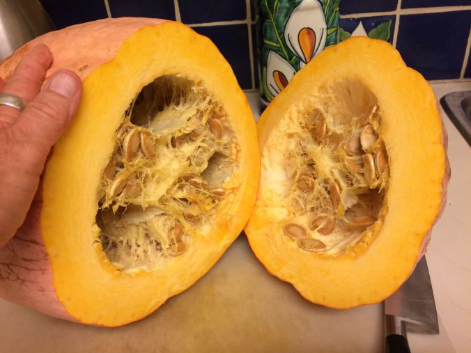 OPEN NSS NAVAJO BANANA SQUASH FOR AN EXPLOSION OF BETA-CAROTENES!