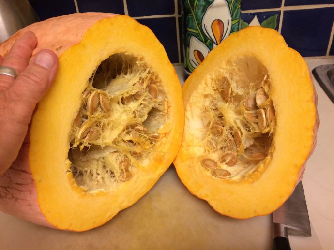 OPEN NSS NAVAJO BANANA SQUASH FOR AN EXPLOSION OF BETA-CAROTENES!
