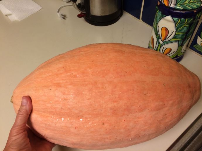 Autumn harvest from the NativeSeeds/ SEARCH Conservation Farm in Patagonia, AZ-heirloom Navajo banana squash