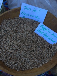 Organic hard red wheat--perfect for Christmas cookies and cakes