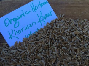 Organic Khorasan Kamut wheat--great for bread baking