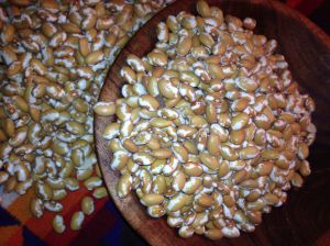 Beautiful Zuni Gold beans--used traditionally in the Winter Solstice celebration