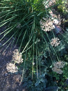 Allium tuberosum AMAP c_4761