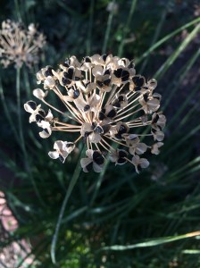 Allium tuberosum AMAP c_4763