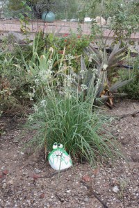 Allium tuberosum AMAP IMG_4590